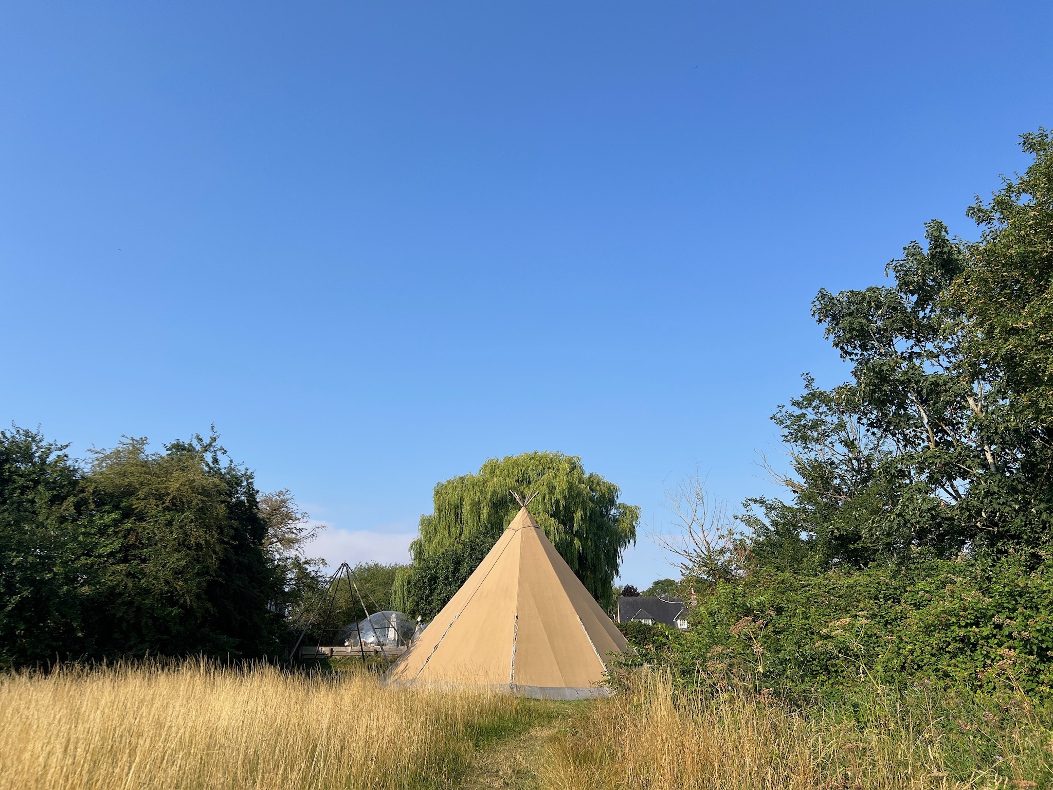 The Wild Meadow