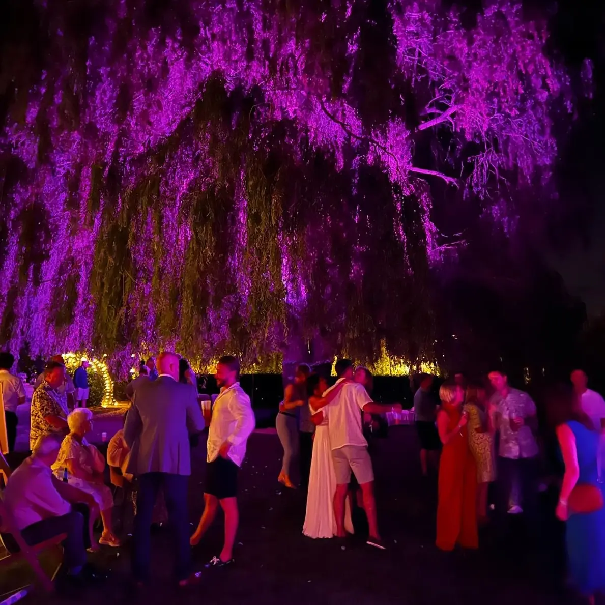 Evening party under the purple-lit willow tree