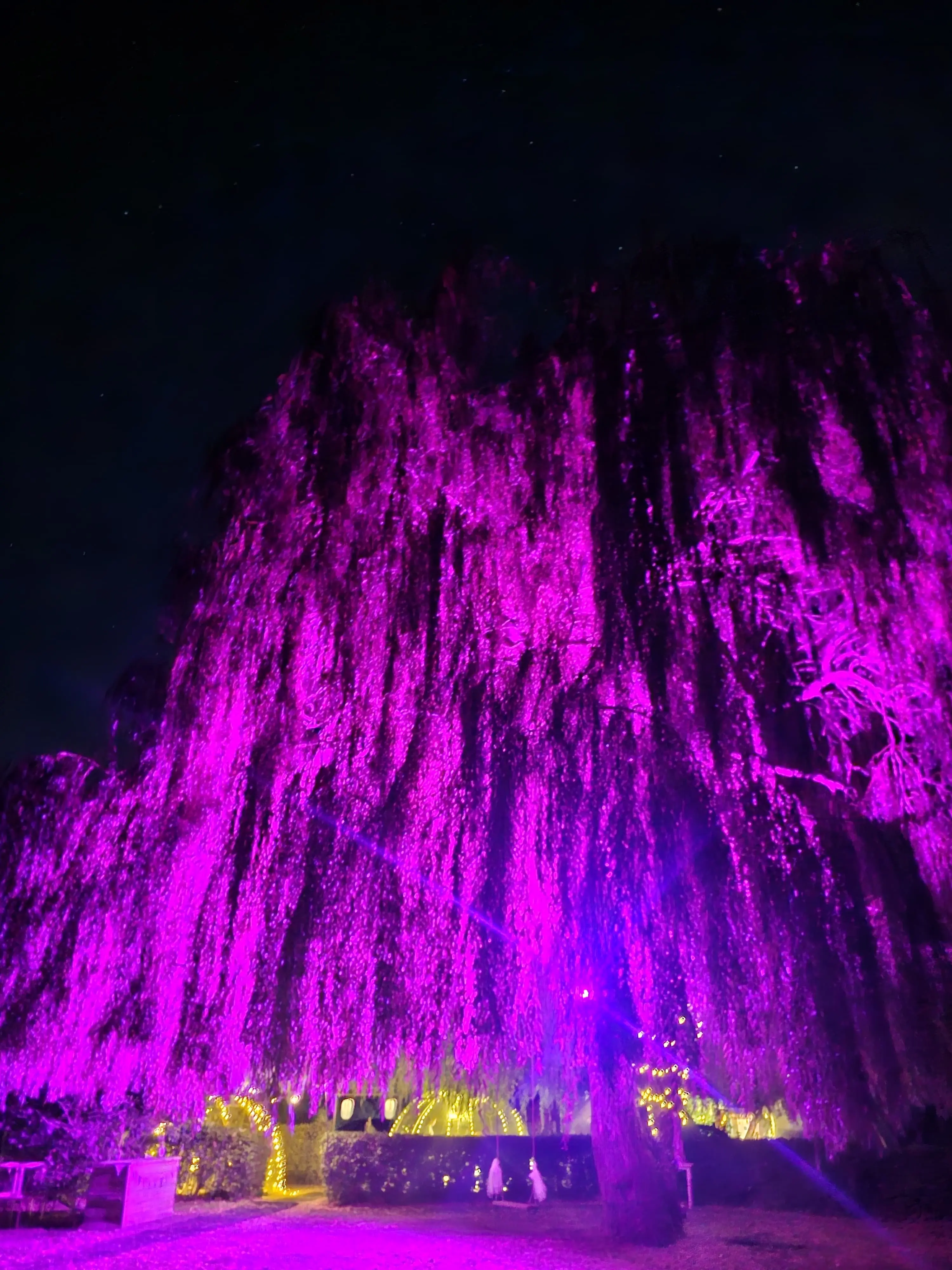 Purple-lit willow tree in the garden at night