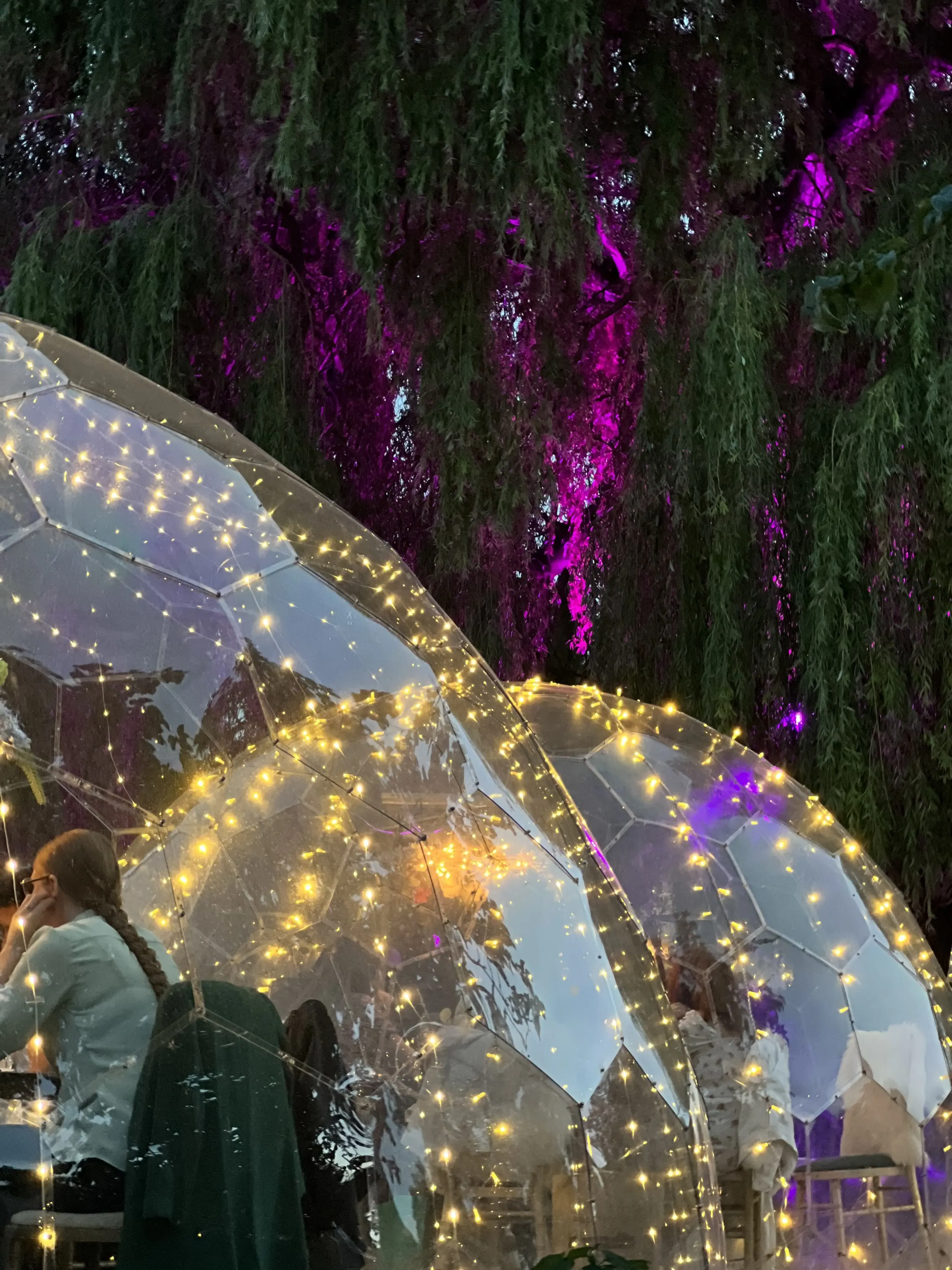 Domes with purple-lit willow tree at twilight