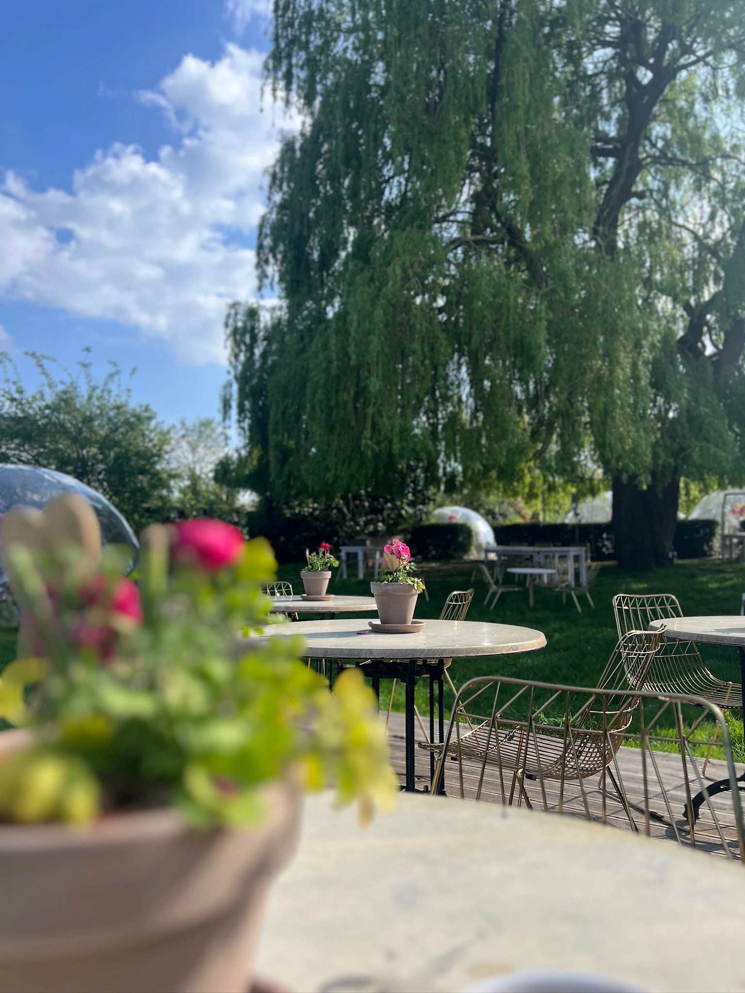 Garden tables with flower pots and willow tree